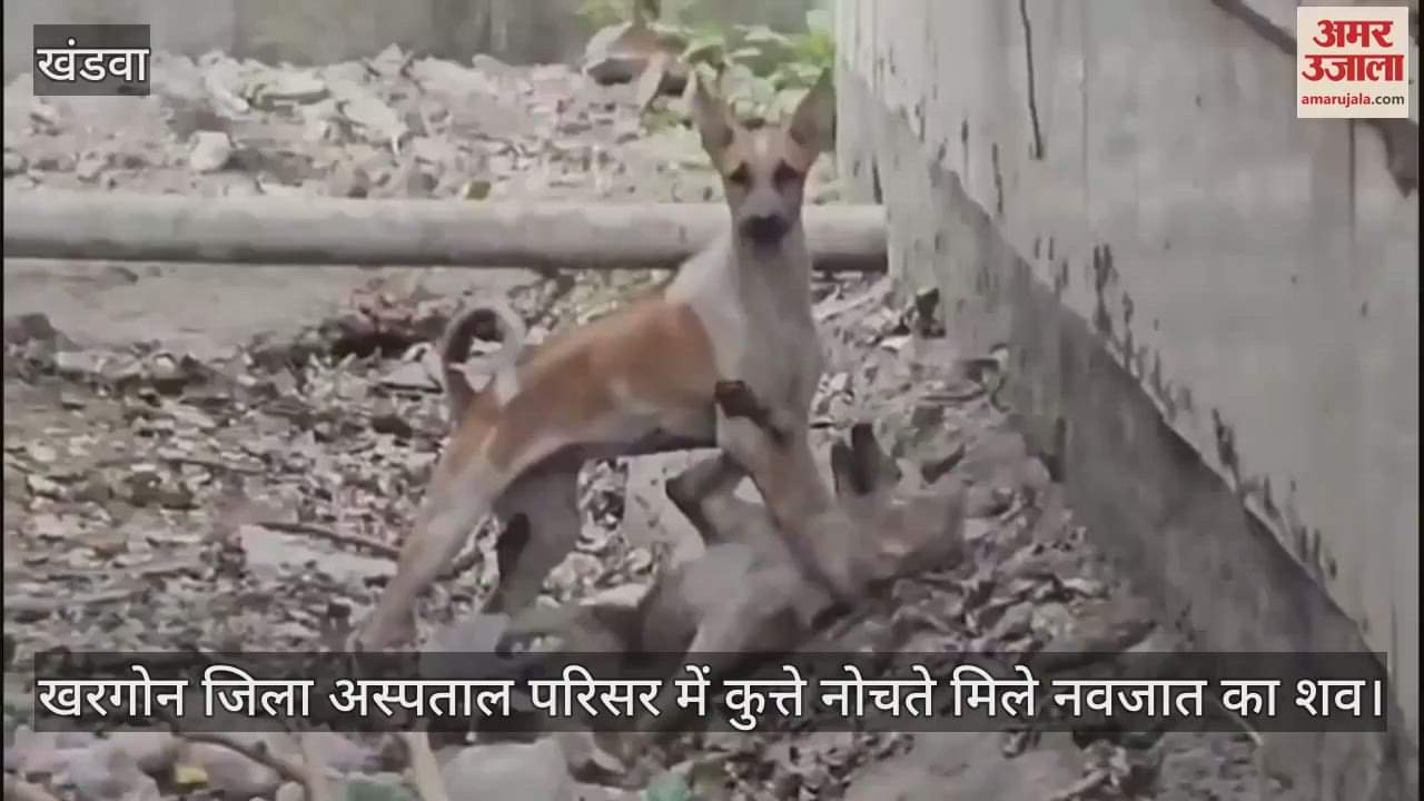 Khargone: Dogs were tearing apart the body of a newborn in the district hospital
