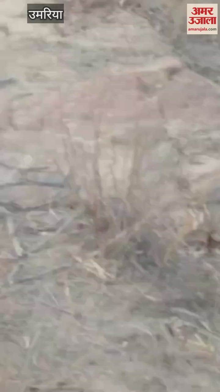 Case of Innova car entering Bandhavgarh Tiger Reserve, administration busy investigating