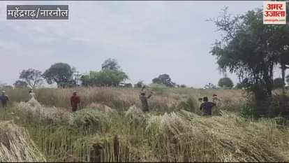 VIDEO : Weather changes are increasing the concern of farmers in Mahendragarh, mustard harvesting has decreased by 30 percent