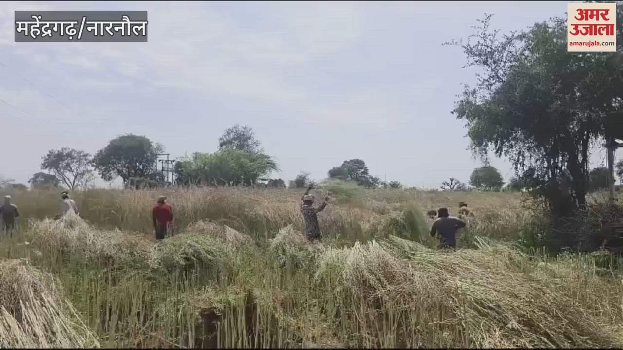 VIDEO : Weather changes are increasing the concern of farmers in Mahendragarh, mustard harvesting has decreased by 30 percent