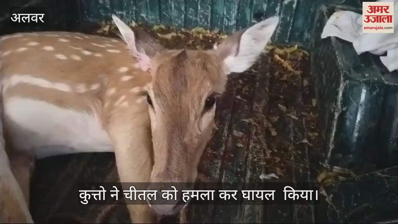 Alwar News: Cheetal injured in stray dog attack