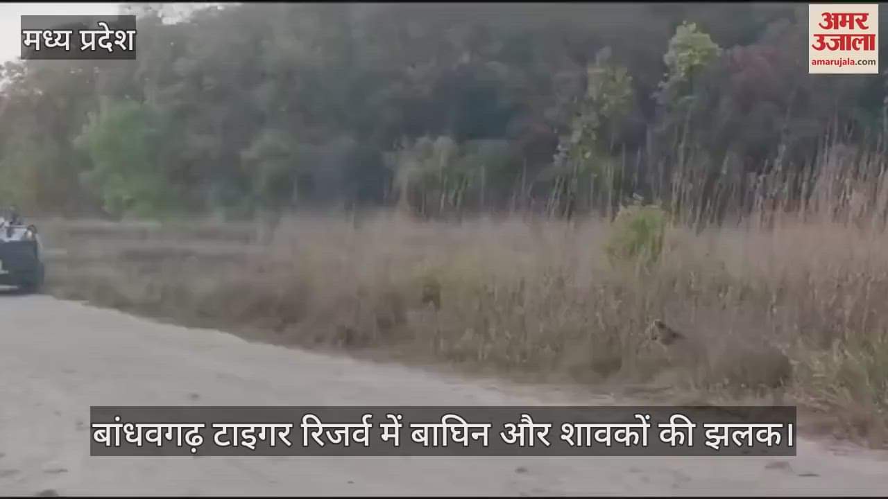 Umaria News Glimpse of tigress and cubs in Bandhavgarh Tiger Reserve excitement among tourists Video