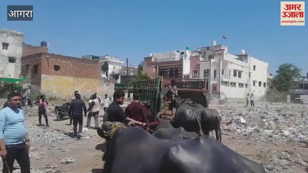 VIDEO : Buffalo tied on government land, captured by Municipal Corporation