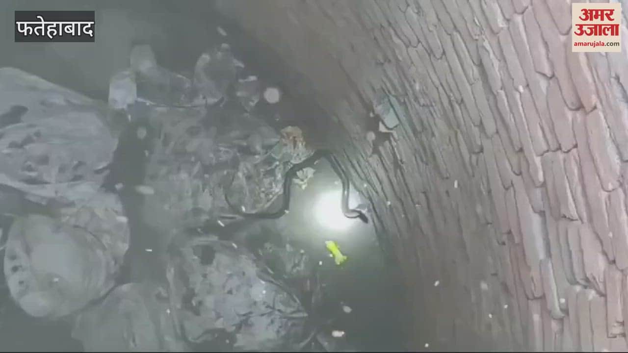 VIDEO : cobra trapped in a 25 feet deep railway well in Tohana, Fatehabad was rescued safely