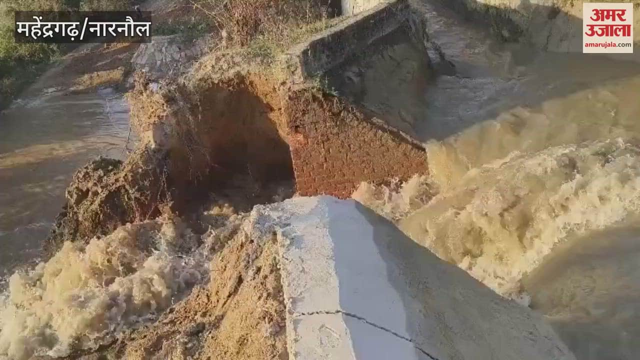 VIDEO : Fields got submerged due to canal breakage in Narnaul, fear of damage to mustard crops