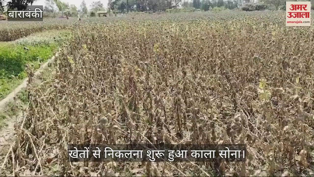 VIDEO : Barabanki: बाराबंकी में खेतों से निकलना शुरू हुआ काला सोना