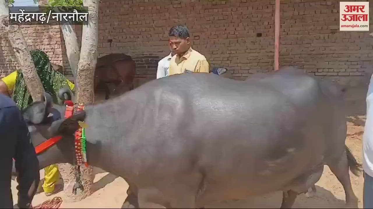 VIDEO : Buffalo sold for Rs 5.11 lakh in Chindaliya of Narnaul, created a buzz among people