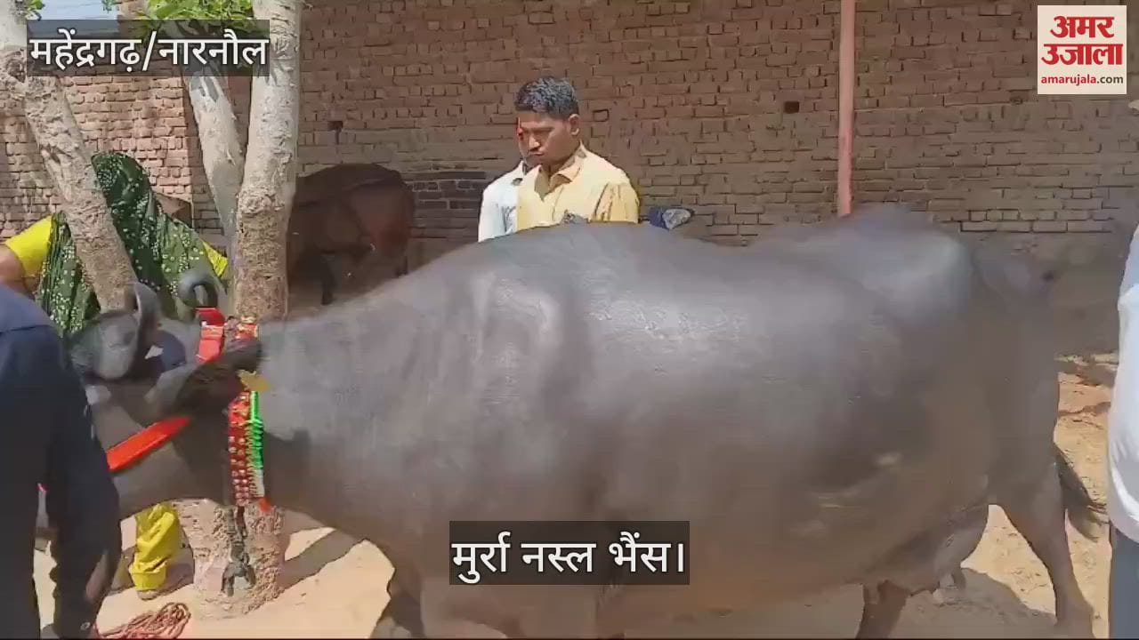 VIDEO : नारनौल में 5.11 लाख रुपये में बिकी भैंस, जीत चुकी है कई इनाम