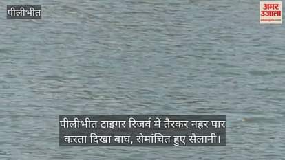 Tiger crossing canal by swimming in Pilibhit Tiger Reserve