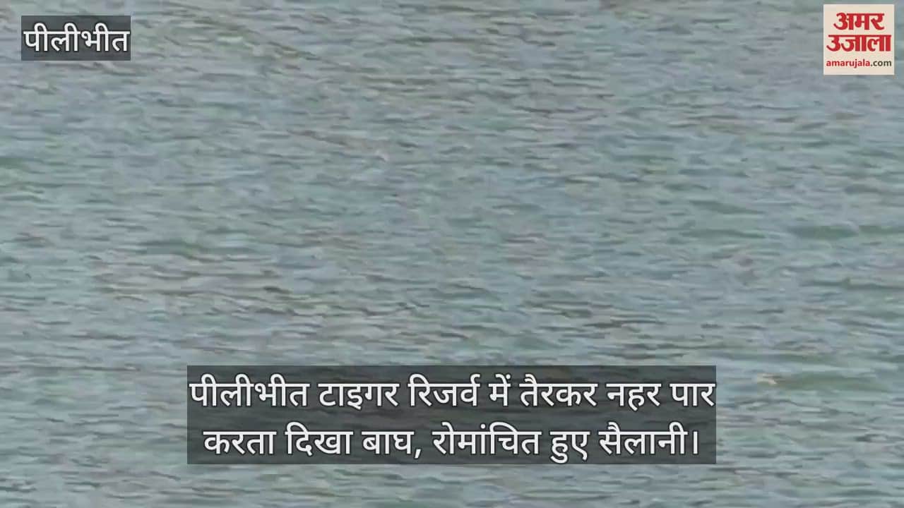 नहर में तैरता बाघ