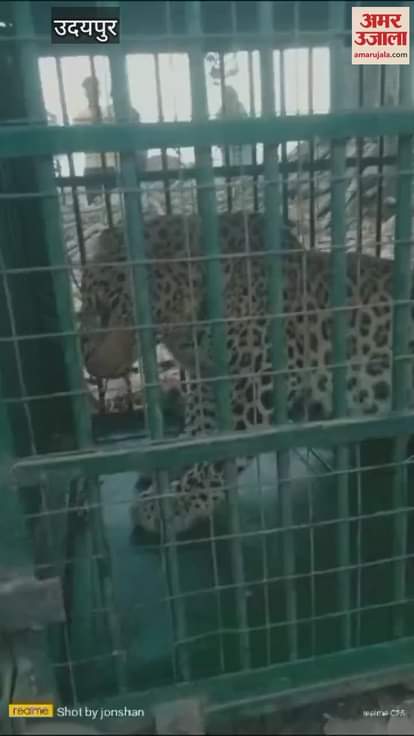 Udaipur News: Forest department got double success, 2 panthers caught within 2 days from Salumbar forest range