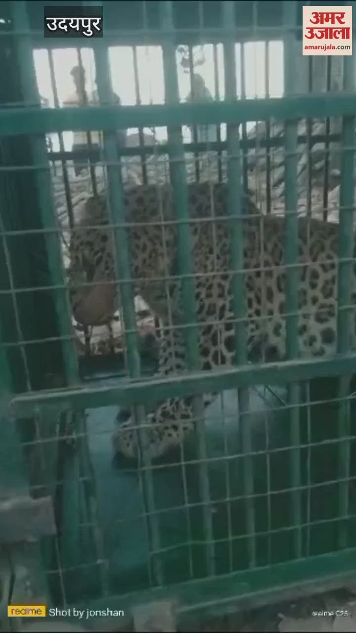 Udaipur News: Forest department got double success, 2 panthers caught within 2 days from Salumbar forest range