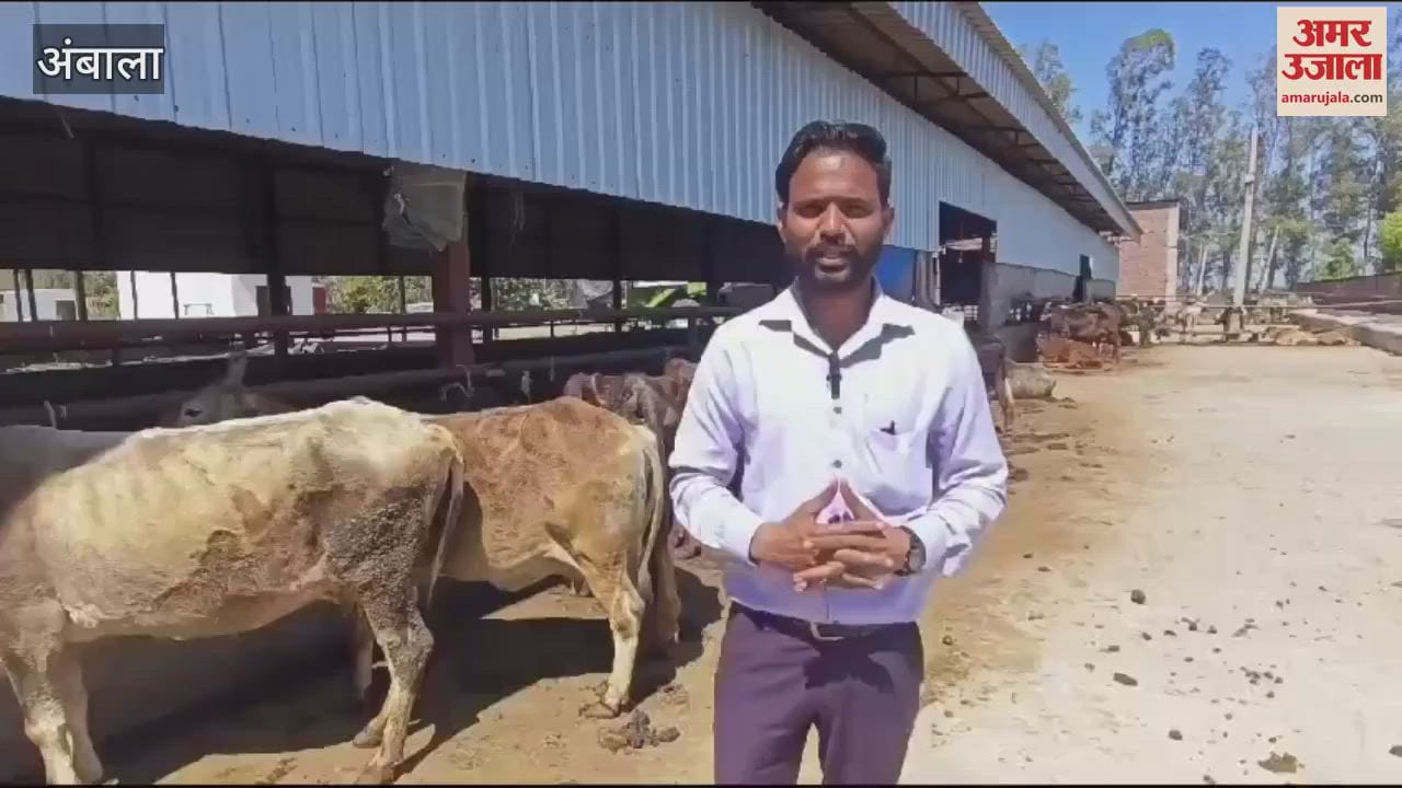 VIDEO : बेसहारा गोवंश को सहारा दे रही सुल्लर गोशाला समिति