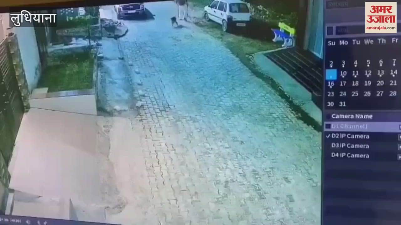 VIDEO : लुधियाना में लावारिस कुत्तों को डंडों से पीटा, दो पिल्लों दौड़ा-दौड़ा कर मार डाला