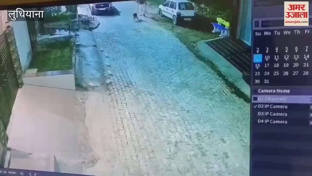 VIDEO : लुधियाना में लावारिस कुत्तों को डंडों से पीटा, दो पिल्लों दौड़ा-दौड़ा कर मार डाला