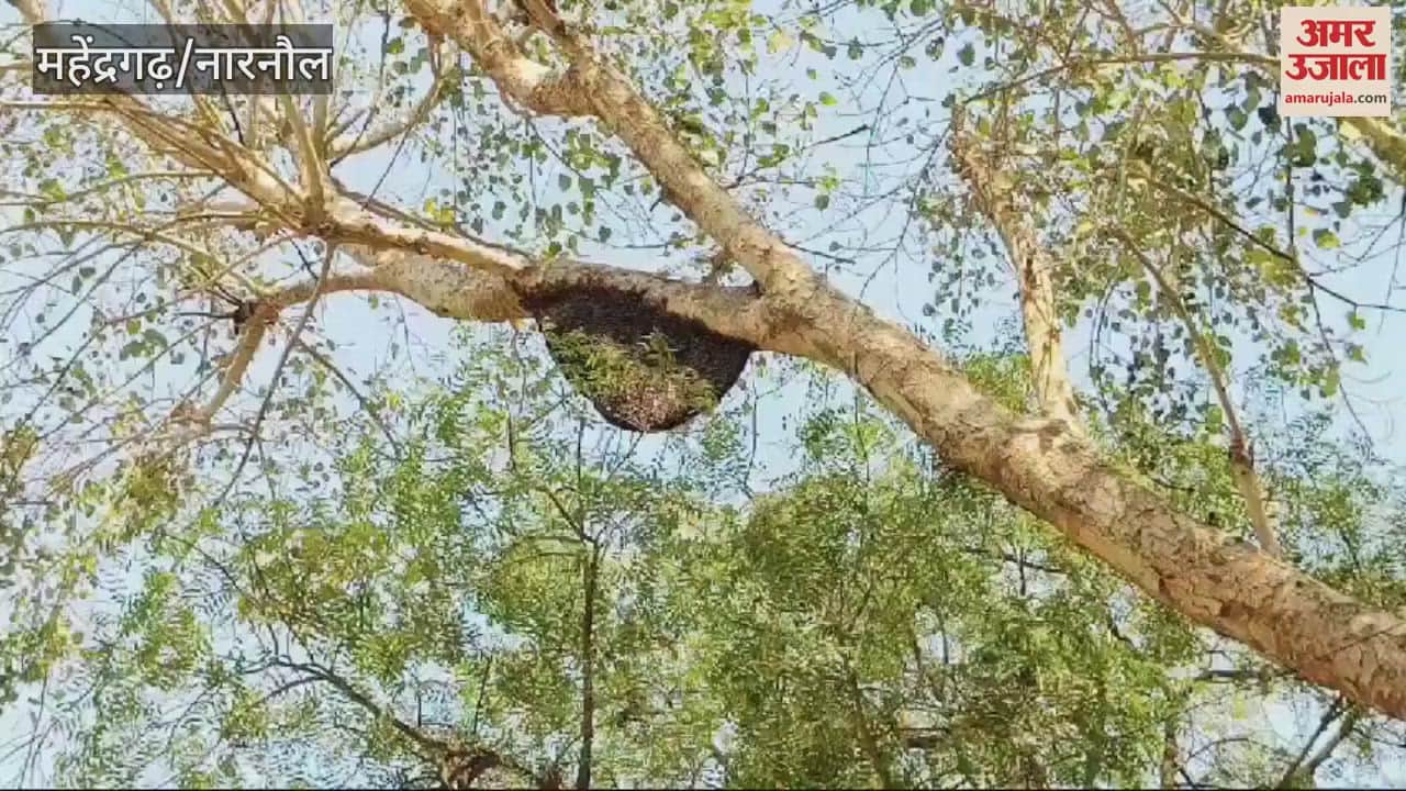 VIDEO : terror of bees is not stopping in Mahindergarh, three injured in civil hospital