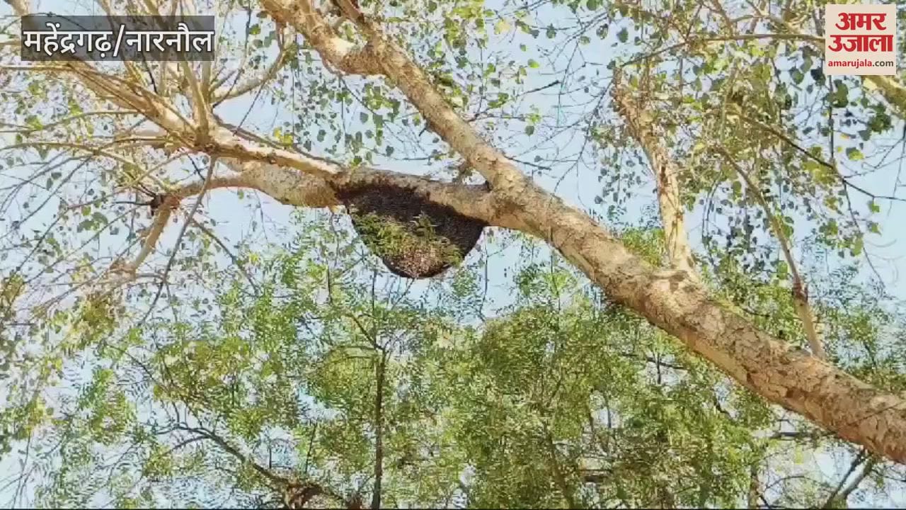 VIDEO : terror of bees is not stopping in Mahindergarh, three injured in civil hospital