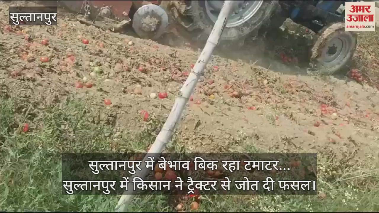 VIDEO : सुल्तानपुर में बेभाव बिक रहा टमाटर... सुल्तानपुर में किसान ने ट्रैक्टर से जोत दी फसल