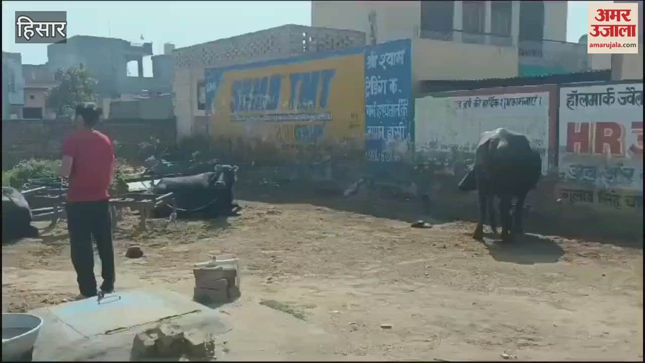 VIDEO : number of buffaloes increased by 22 percent and 9 percent in Hisar in five years