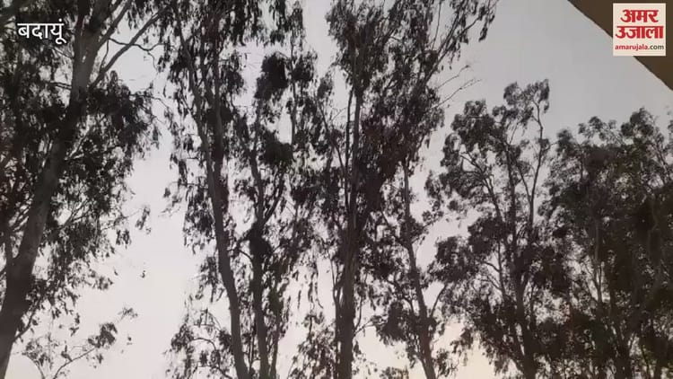 : Weather Changed In Budaun Drizzle Along With Dust Storm - Amar Ujala Hindi News Live - Video :बदायूं में बदला मौसम, धूलभरी आंधी के साथ बूंदाबांदी, किसान की चिंता बढ़ी