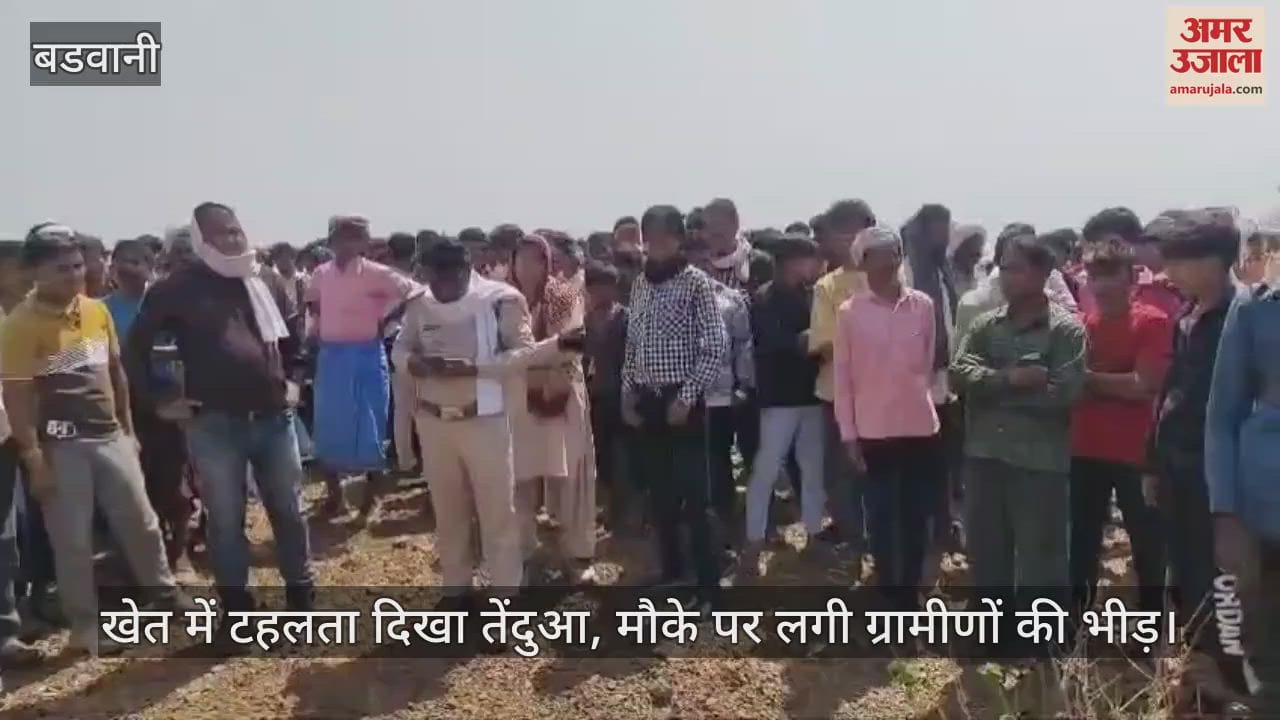 Leopard seen strolling in the field in village Kajalmata