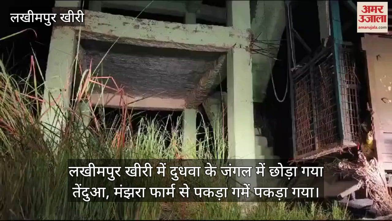 VIDEO : Leopard caught from Manjhra farm in Lakhimpur Kheri freed in Dudhwa forest