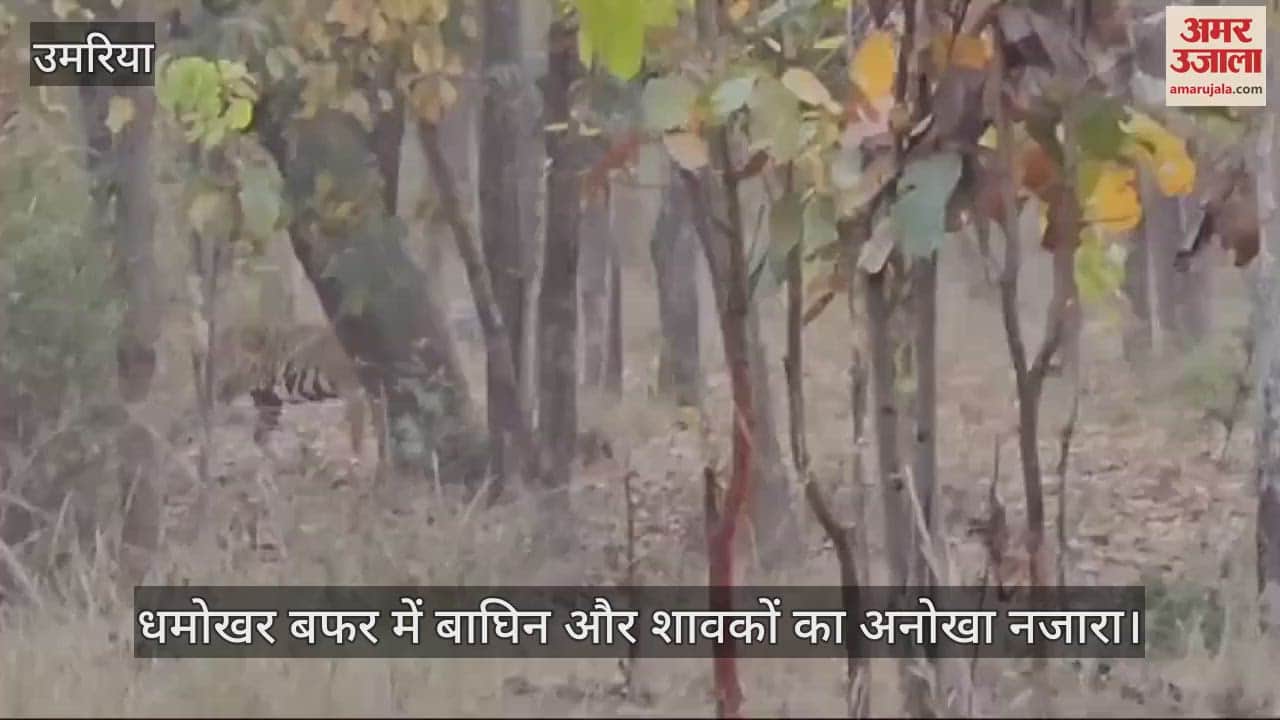 Umaria News Unique view of tigress and cubs in Dhamokhar buffer watch video