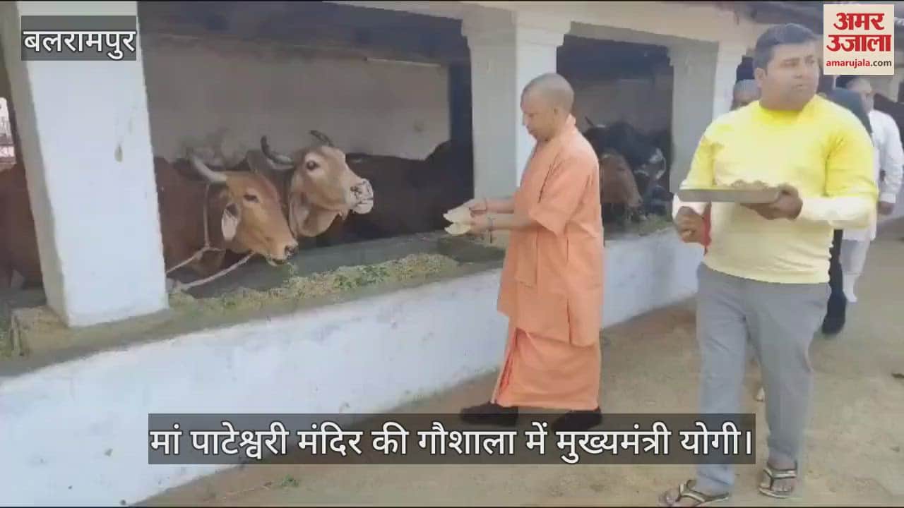 VIDEO : Balrampur: मां पाटेश्वरी मंदिर की गौशाला पहुंचे सीएम योगी, गायों को खिलाया गुड़