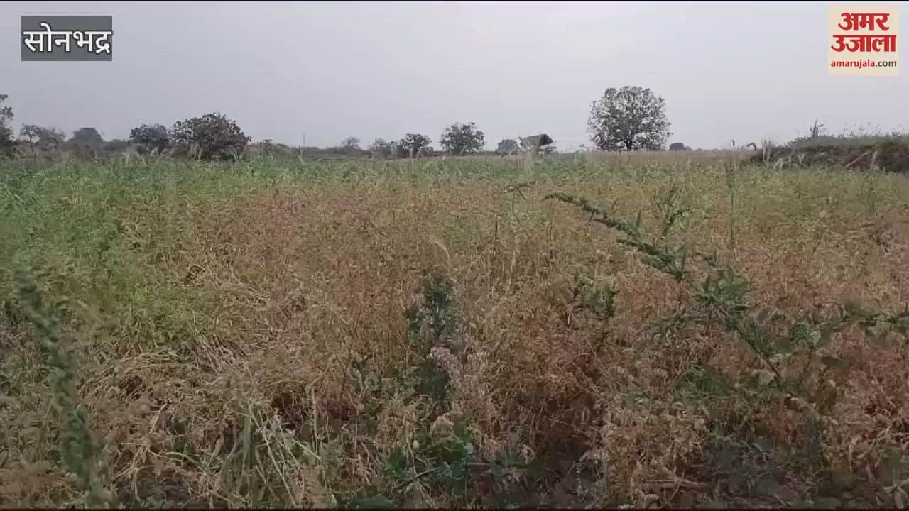 VIDEO : Temperatures dropped due rain in Sonbhadra worried farmers busy saving crops