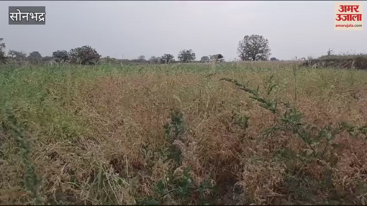 VIDEO : Temperatures dropped due rain in Sonbhadra worried farmers busy saving crops
