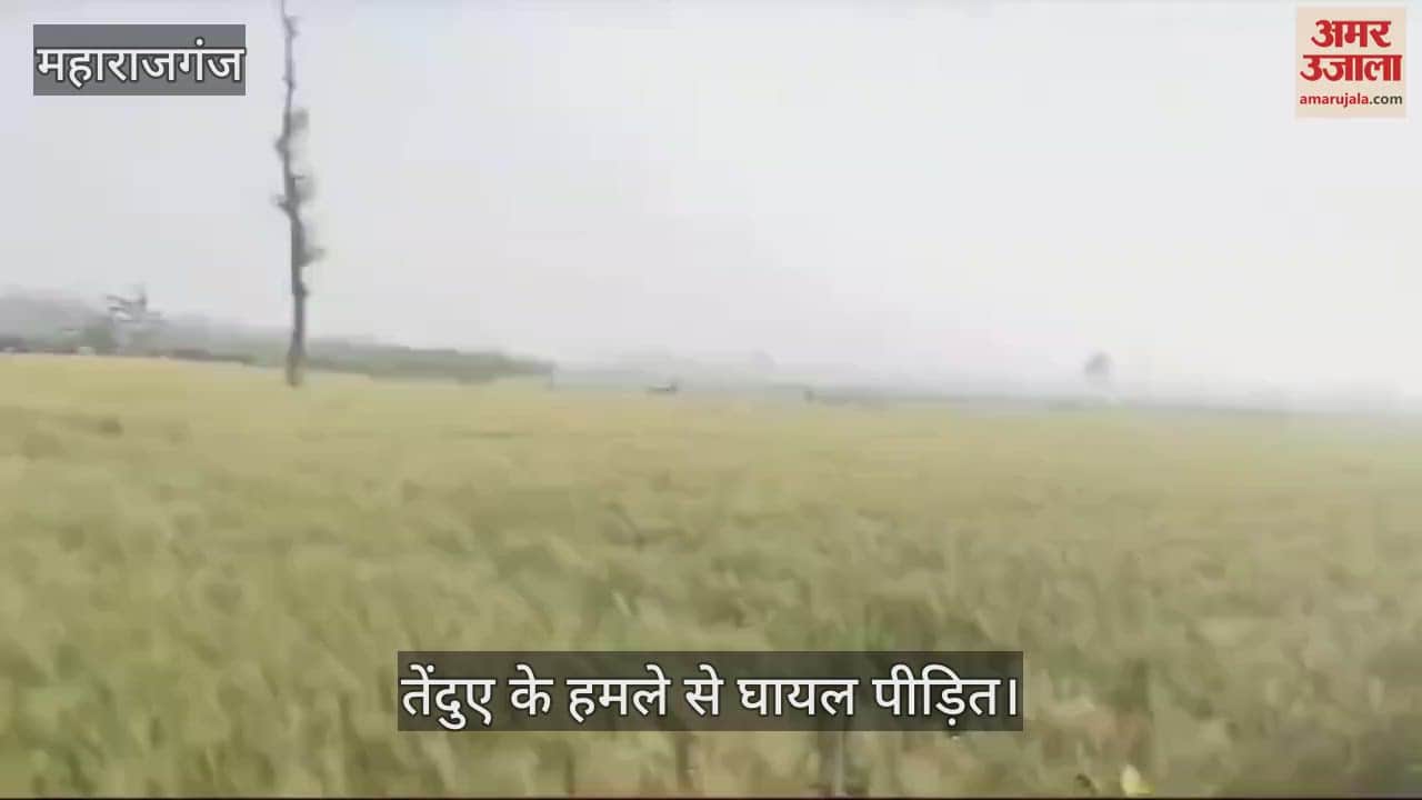 VIDEO : Four people injured in leopard attack