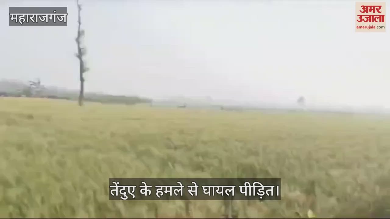 VIDEO : Four people injured in leopard attack