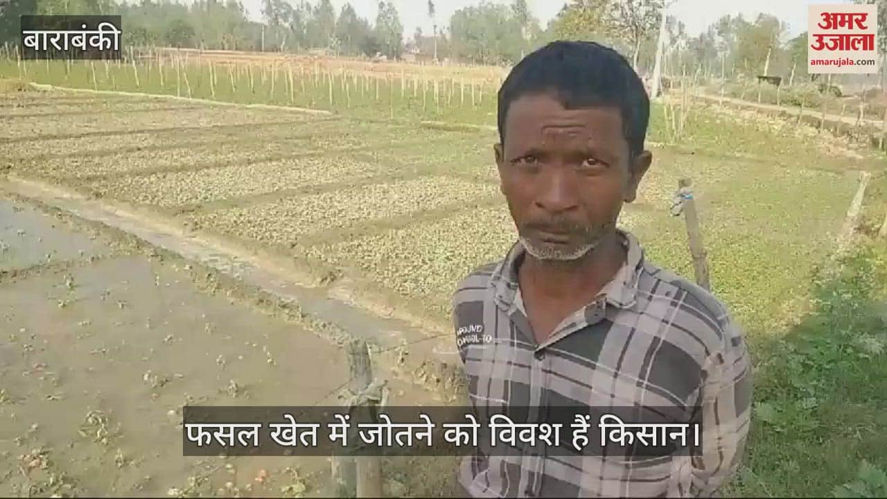 VIDEO : Barabanki: टमाटर इतना सस्ता कि किसानों की मजदूरी भी नहीं निकल पा रही