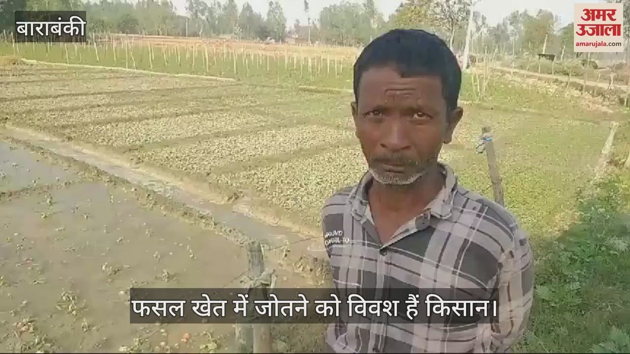 VIDEO : Barabanki: टमाटर इतना सस्ता कि किसानों की मजदूरी भी नहीं निकल पा रही