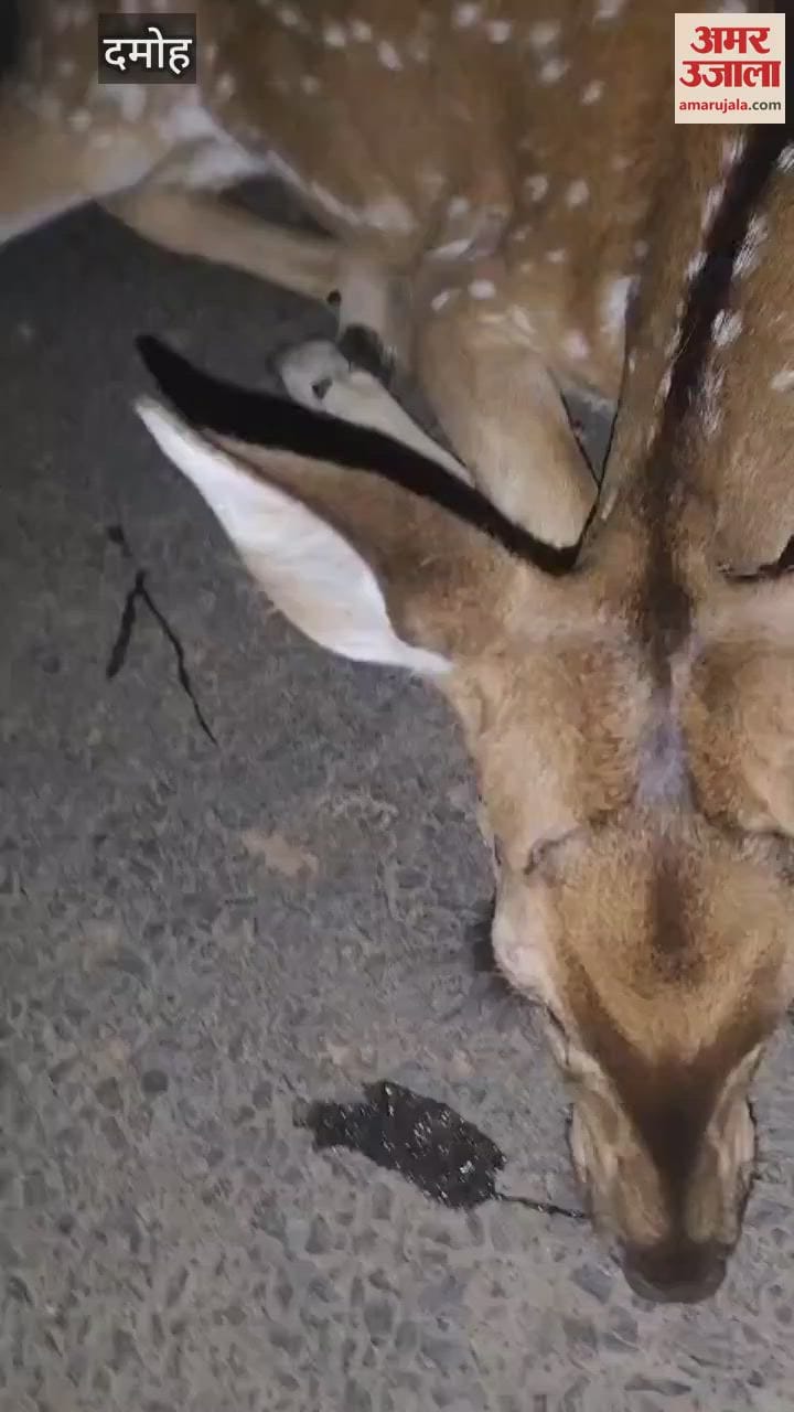 Damoh News Chital died due to collision with an unknown vehicle Forest Department performed last rites