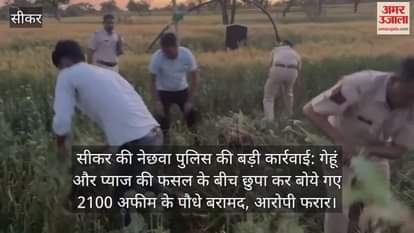 Sikar News: 2100 Opium Plants Found Hidden Among Wheat and Onion Crops, Police Searching for Fugitive Accused