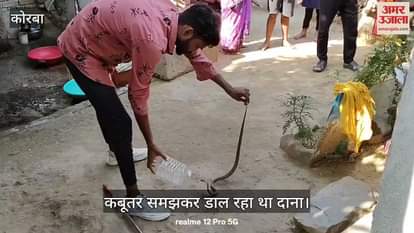 VIDEO : He was putting grains thinking it to be a pigeon landlord ran away after hearing the hiss