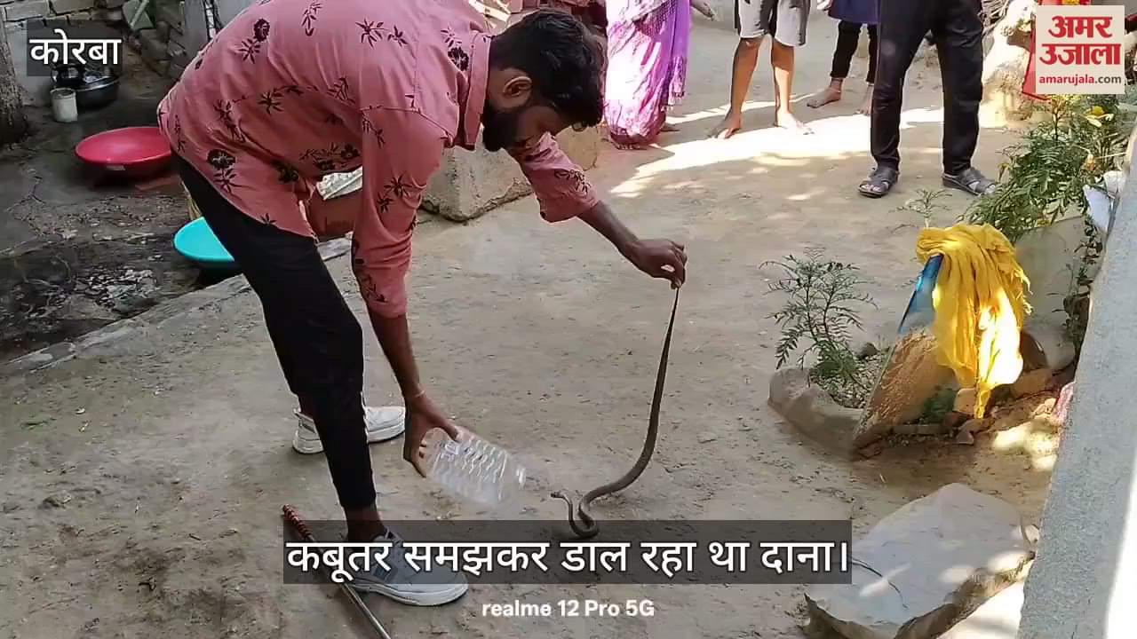 VIDEO : He was putting grains thinking it to be a pigeon landlord ran away after hearing the hiss