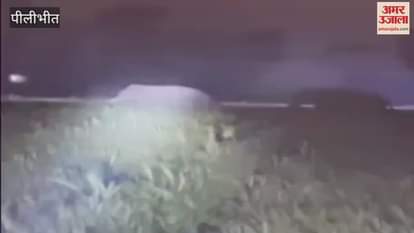 VIDEO : Nepalese elephants created havoc in Pilibhit