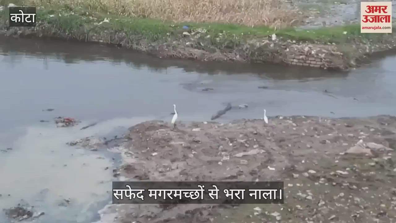Kota Shocker: Crocodiles Turn White Due to Chemical Waste, Fighting for Life in Poisoned Waters