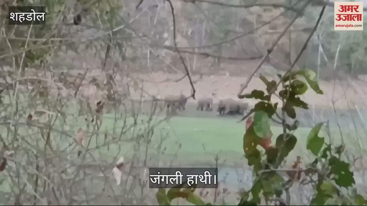 Shahdol News: Wild elephants are trampling the crops of farmers in Shahdol