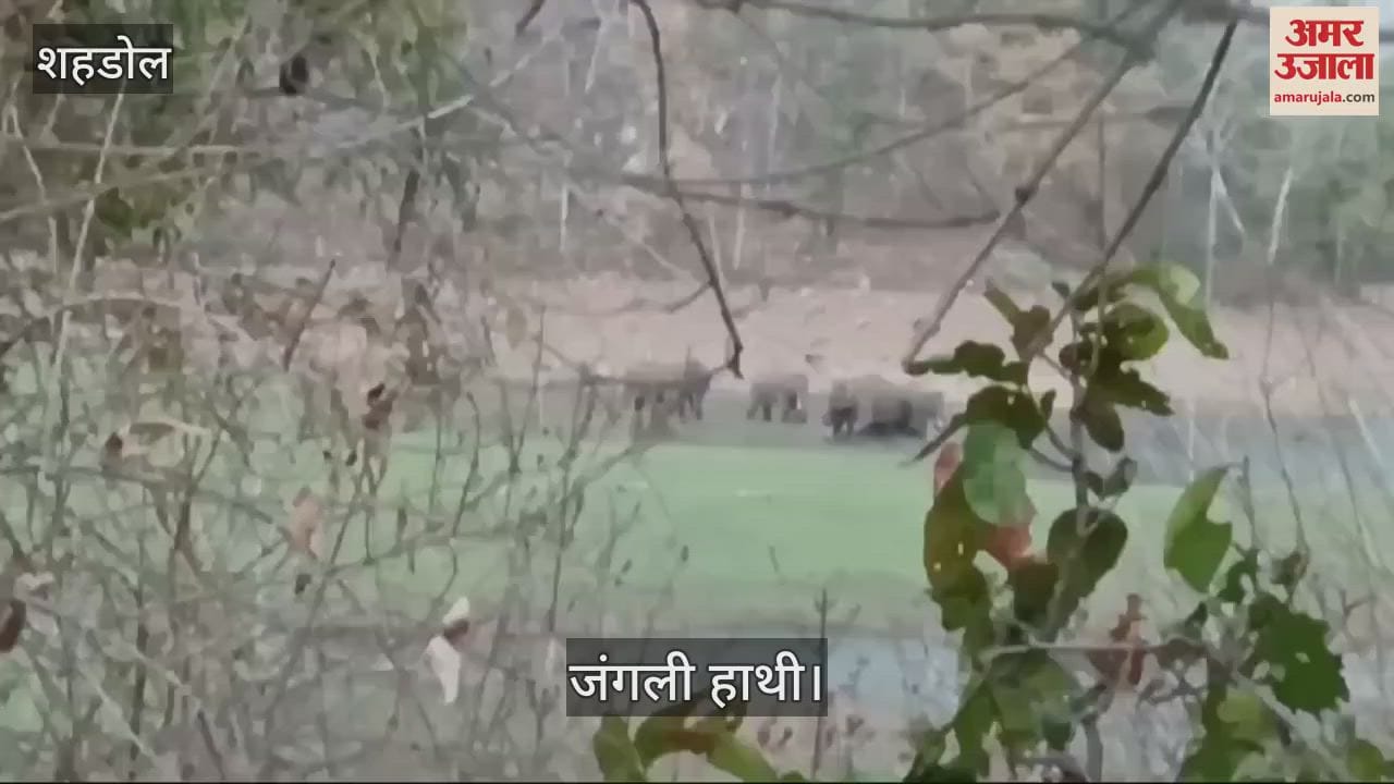 Shahdol News: Wild elephants are trampling the crops of farmers in Shahdol