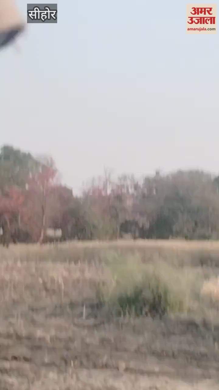 Sehore News: Leopard terror in Sehore district, many cattle hunted