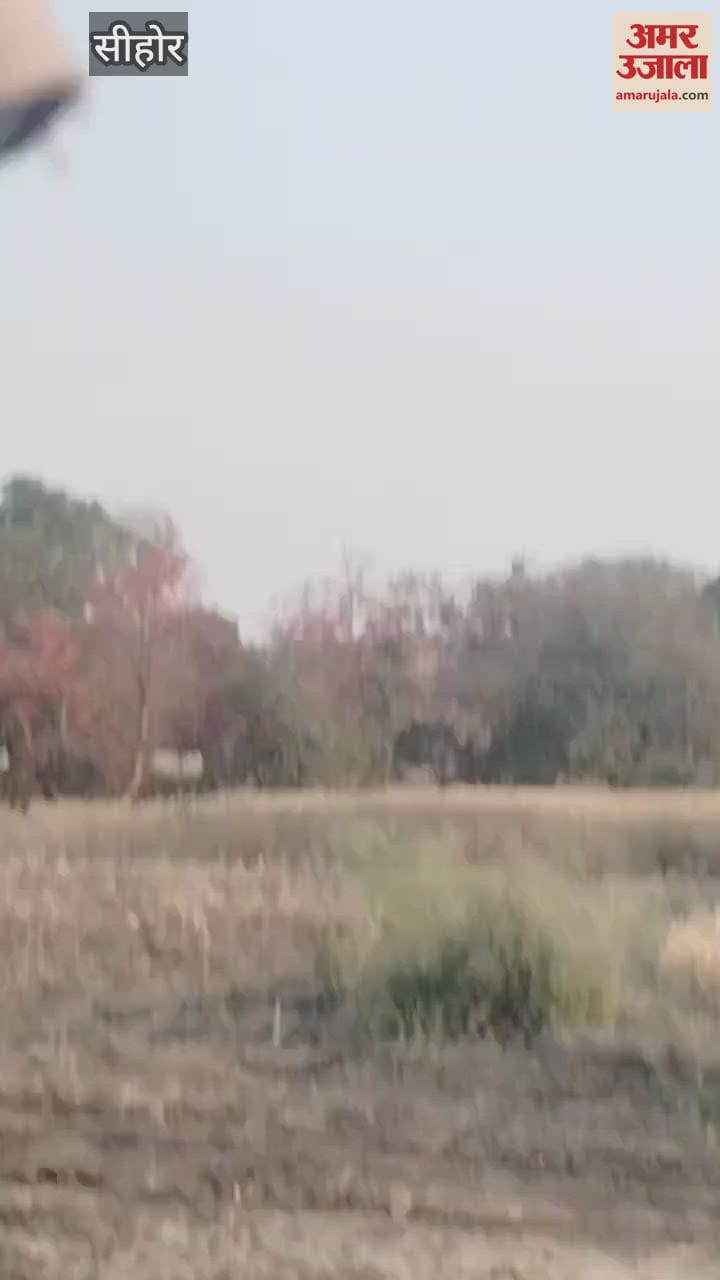 Sehore News: Leopard terror in Sehore district, many cattle hunted