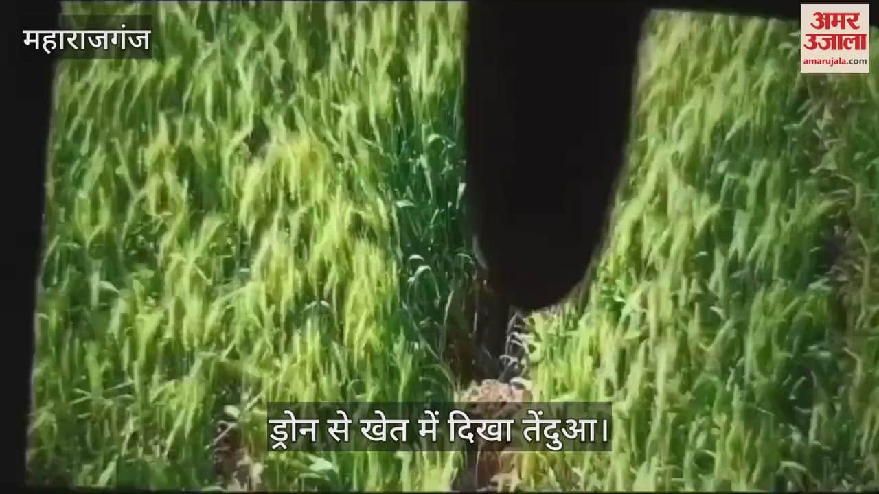 VIDEO : Leopard is being monitored using drone, seen in the field