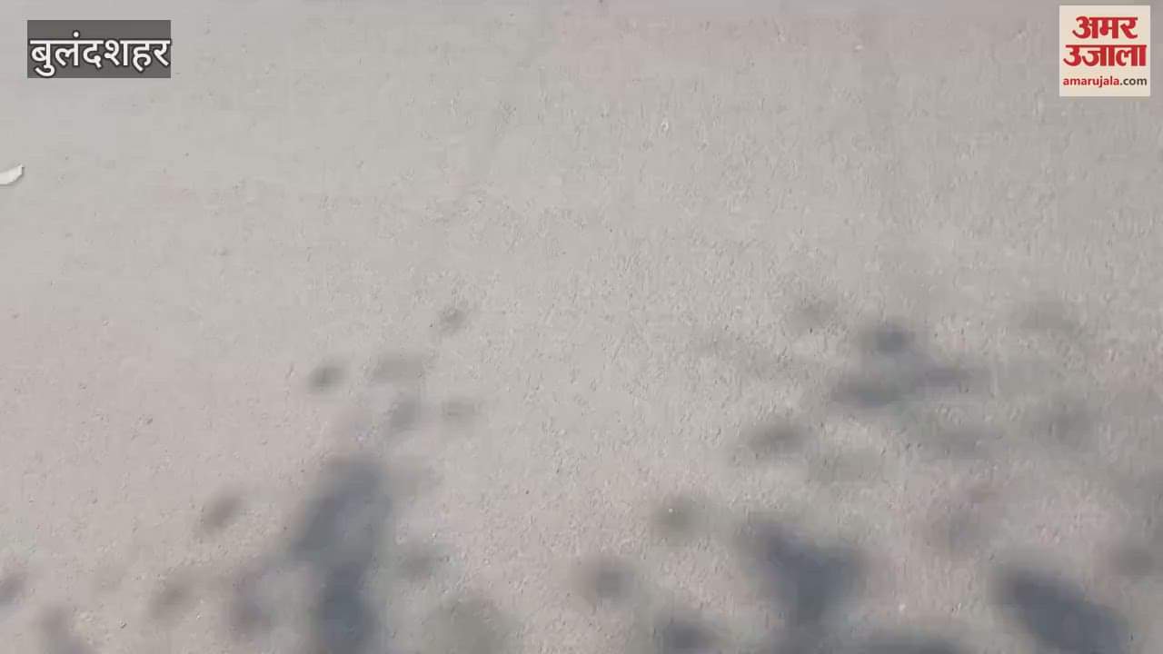 VIDEO : Wheat crop started ripening as temperature increased in Bulandshahr, mercury crossed 35