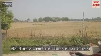 VIDEO : The terror of Nilgai is not ending in Jaunpur it is ruining the standing crops of the farmers