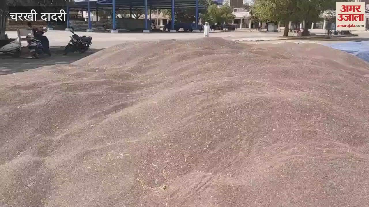 VIDEO : चरखी दादरी अनाज मंडी में 13 दिन बाद शुरू हुई सरसों की खरीद