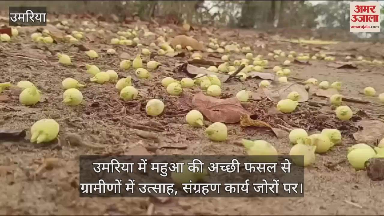 Umaria News Villagers are excited due to good Mahua crop collection work is being done rapidly