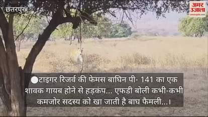 There is a stir due to disappearance of a cub of the famous tigress P-141 of the Tiger Reserve